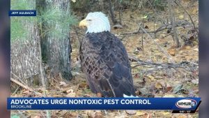 Bald Eagle Found Dead In Brookline After Likely Secondary Rodenticide Poisoning