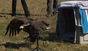 Bald Eagle Soars Again After Rehabilitation By Cincinnati S Raptor Inc