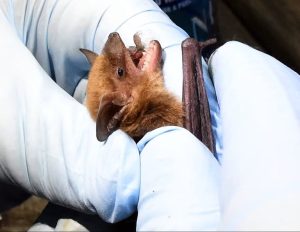 Baldwin County Residents Treated For Bat Bites Health Officials Urge Prompt Rabi
