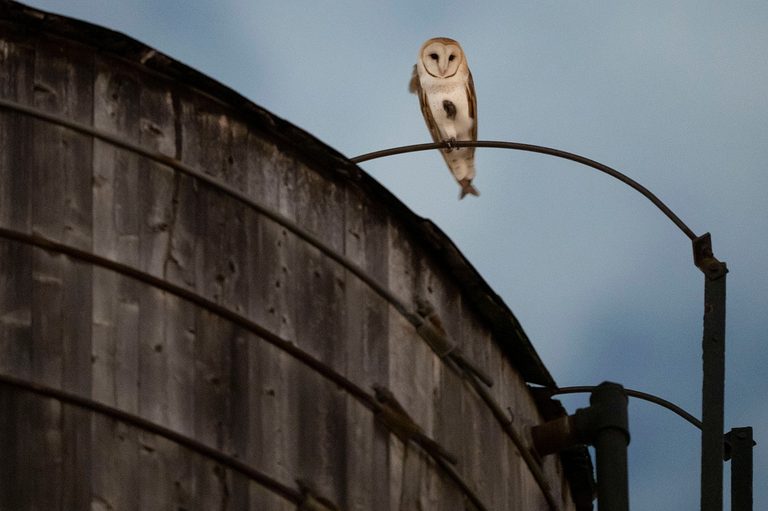 Barn Owl Family Nests In Upper West Side Water Tower Draws Nightly Crowds
