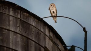 Barn Owl Family Takes Up Nest In Upper West Side Water Tower