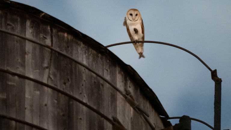 Barn Owl Family Takes Up Nest In Upper West Side Water Tower