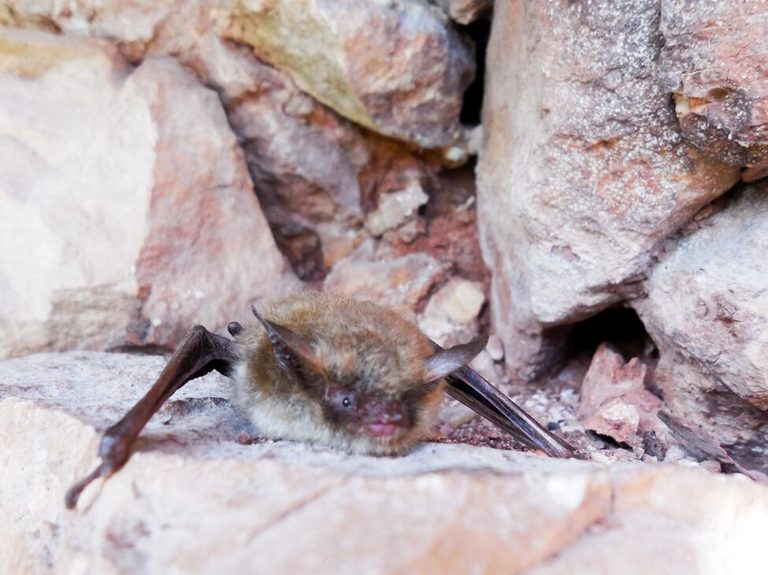 Bat Week Kicks Off In The Black Hills With Events In Rapid City And Spearfish