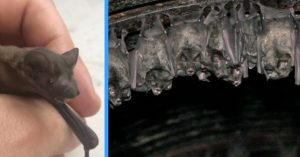 Bats Provide Over 300 Million Annual Pest Control Benefit To Idaho Farmers