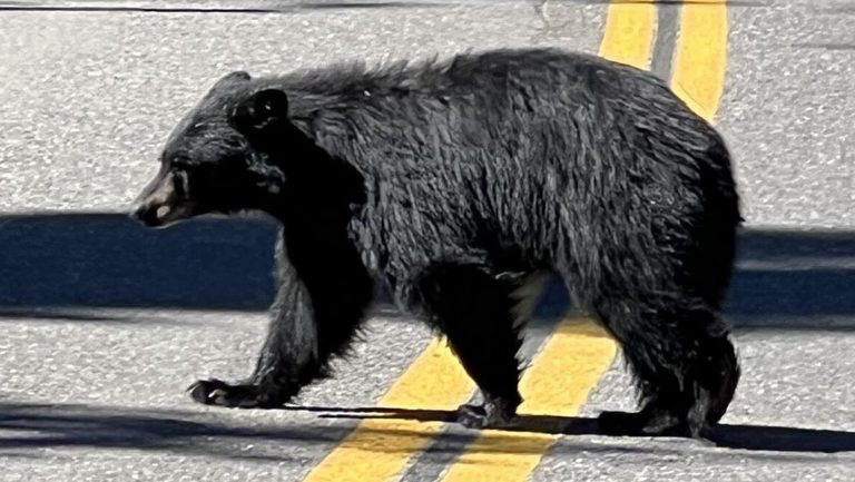 Bear Activity Increases In Tahoe Basin Drivers Urged To Stay Alert