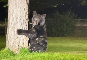 Bear Captured In Mineral County S Lyons Park To Be Released Back Into The Wild