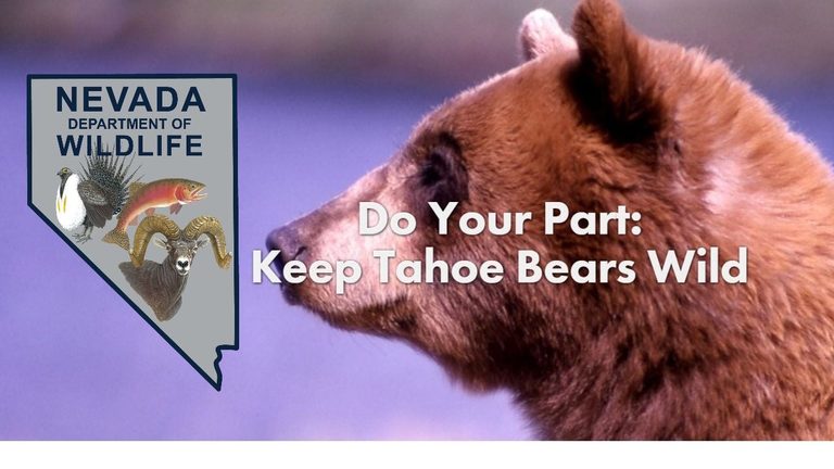 Bear Spotted In South Reno Wildlife Officials Urge Residents To Secure Trash