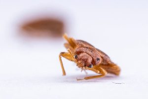 Bed Bugs Found In Two Lowell Elementary Classrooms Students Relocated While Pest