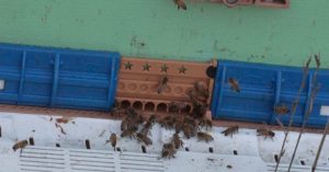 Bellevue Honey Shop Rebounds With New Hives After Historic Flood Damage