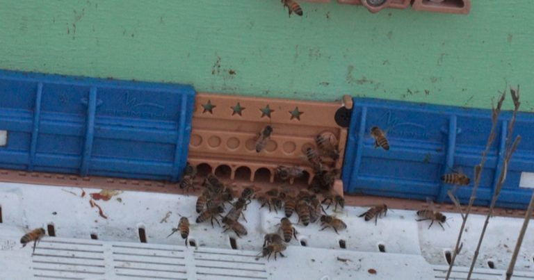 Bellevue Honey Shop Rebounds With New Hives After Historic Flood Damage