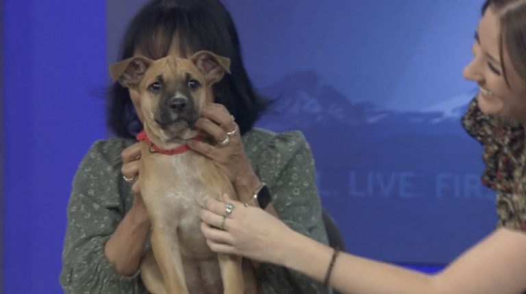 Bend Humane Society Offers 50 Off Adoption Fees For Puppies Like Diesel