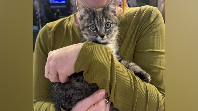 Bend Humane Society Seeks Forever Home For Marigold A Kitten With A Heart Murmur