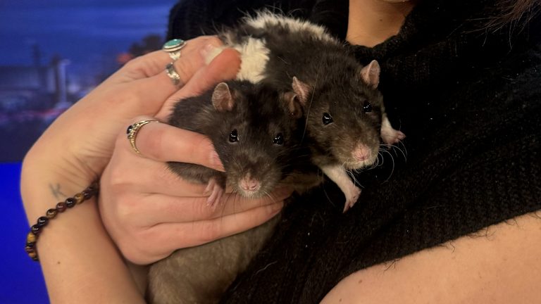 Bend Humane Society Seeks Forever Homes For Two Friendly Rats Peter And Cj