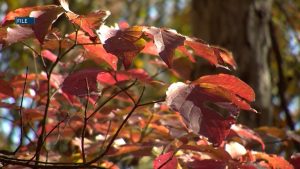 Bend Urges Residents To Clear Leaves To Keep Storm Drains Flowing And Prevent Fl