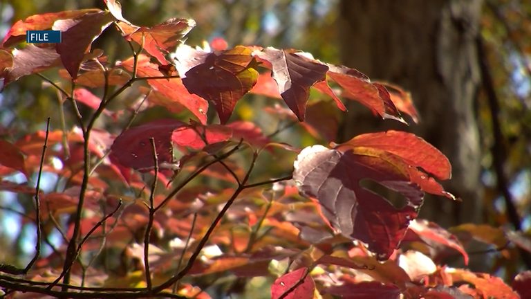Bend Urges Residents To Clear Leaves To Keep Storm Drains Flowing And Prevent Fl
