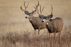 Big Ol Buck Contest Returns To West Alabama With Local Business Support