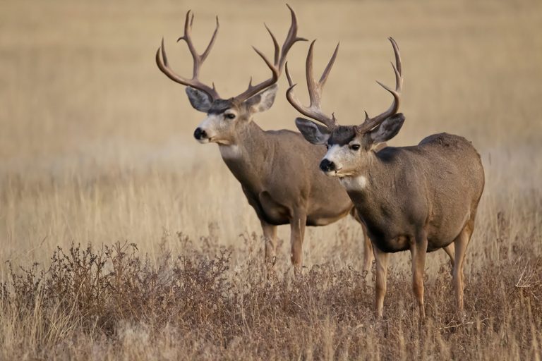 Big Ol Buck Contest Returns To West Alabama With Local Business Support