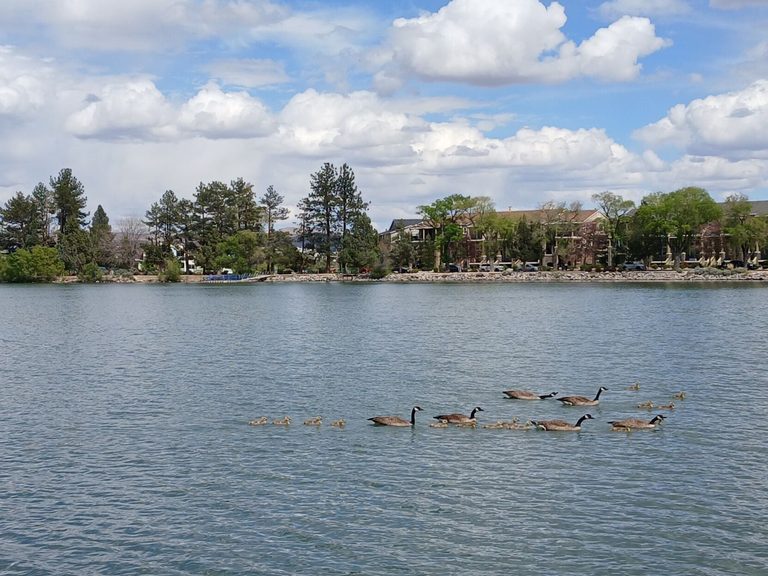 Bird Flu Detected In Wild Geese Around Reno And Sparks Officials Advise Precauti