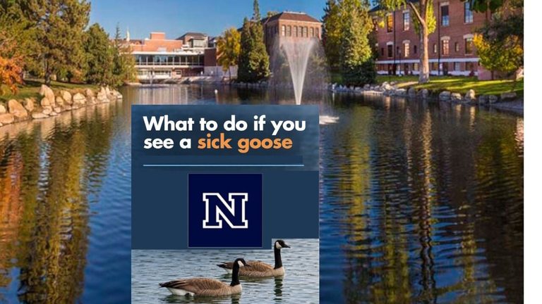 Bird Flu Detected Near Unr S Manzanita Lake Officials Urge Caution
