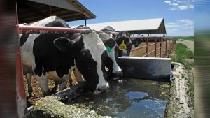 Bird Flu Hits Washington Dairy Farms As 27 Herds Test Positive