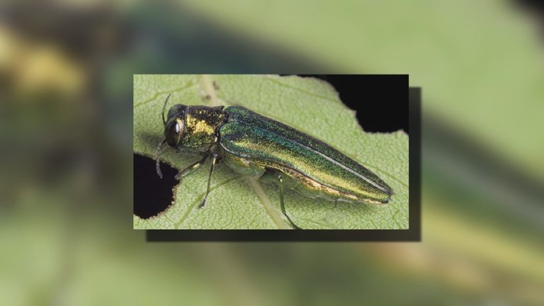 Bismarck Forestry Division Launches Multi Year Plan To Manage Emerald Ash Borer