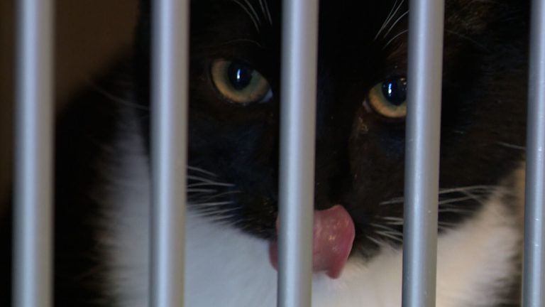 Black Cat Adoptions Steady In Nevada Despite Halloween Myths