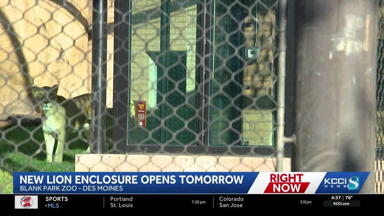 Blank Park Zoo Opens Three Times Larger Lion Exhibit In Des Moines