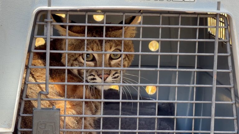 Bobcat Healed From Pipeline Fire Burns Released Back To Camp Pendleton