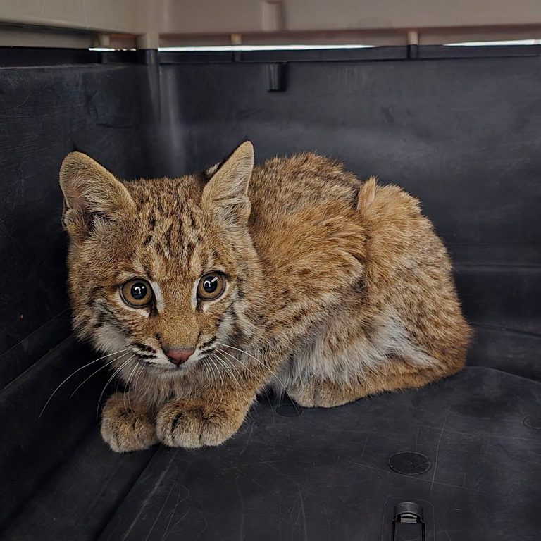 Bobcat Kitten Rescued Near Omaha Campground Receives Care From Wildlife Rehab