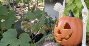 Boise Bench Residents Urged To Keep Pumpkins Indoors As Rat Sightings Rise