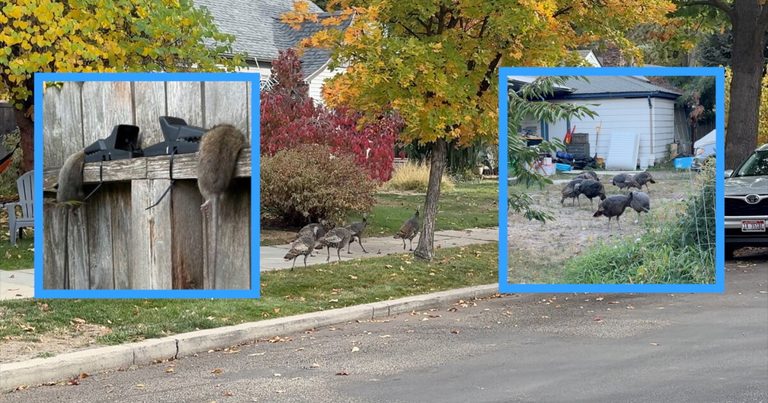 Boise City Council Adopts Ordinance To Curb Rats And Protect Neighborhoods