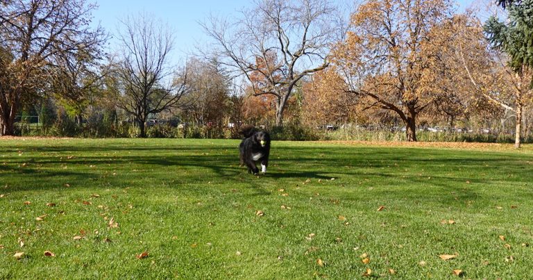 Boise Launches Seasonal Off Leash Dog Program At Three City Parks