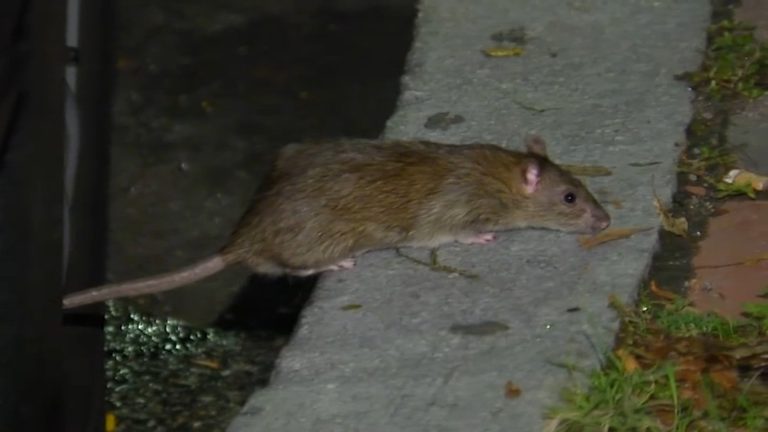 Boston Councilor Calls For Dedicated Rat Control Leader As Rodent Damage Hits Ca