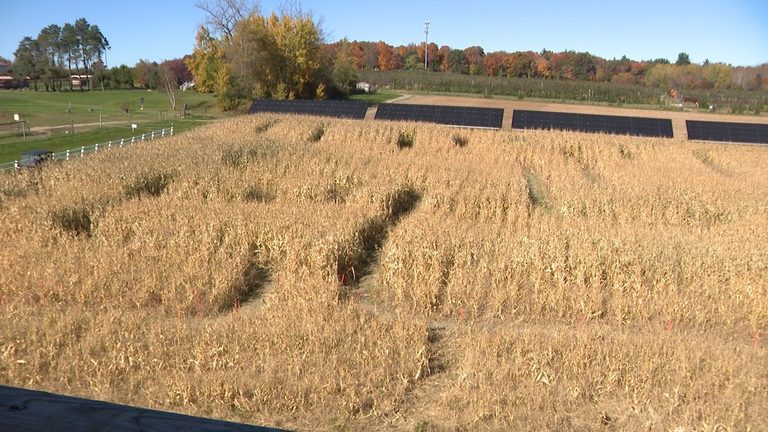 Bowman Orchards Launches Lights Out Haunted Corn Maze For Halloween Weekend