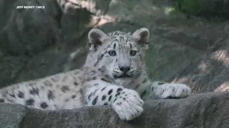 Bronx Zoo Introduces New Snow Leopard Cub Sarka To Visitors