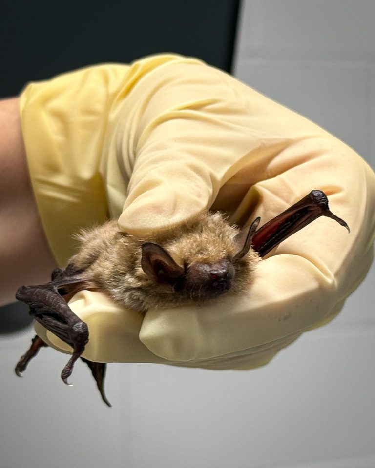 Brown Bat Rescued In Lincoln Home After Broom Strike Undergoes Surgery