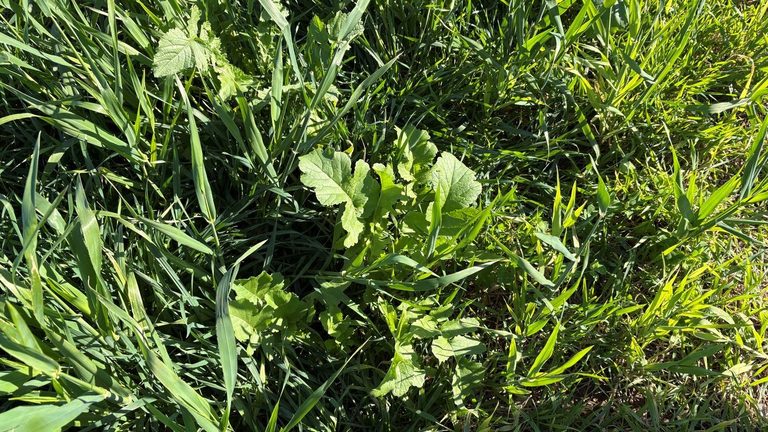 Brown County Farmers Adopt Cover Crops And No Till Methods To Protect Soil And G