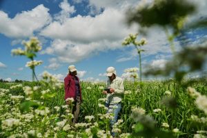 Buckwheat Boom Penn Yan Farmers And Innovators Bring Grain To Shelves