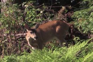 Buffalo County Sheriff Urges Drivers To Slow Down As Deer Traffic Increases This