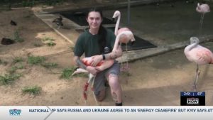 Caldwell Zoo S Flamingo Queenie Heals With Custom Ankle Brace