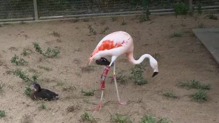 Caldwell Zoo S Flamingo Queenie Recovers With Custom Orthopedic Brace
