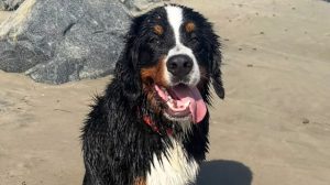 California Rep James Gallagher Introduces Dunkin S Law To Protect Pets At Boardi