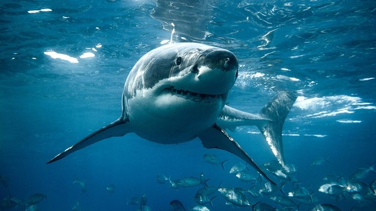 Cambria Fisherman Survives Suspected Shark Strike Swims To Shore