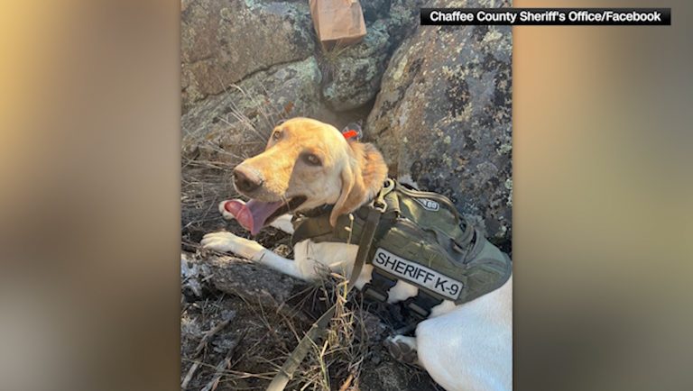 Canine Deputy Arch Helps Locate Three Missing Children Near Buena Vista