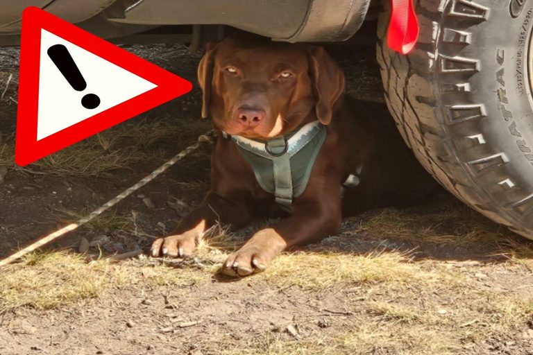 Canyon County Police Warn Of Online Pet Scam Threatening Idaho Family