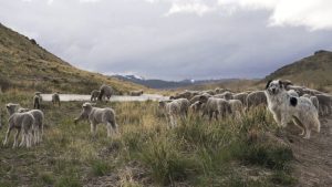 Carson City Parks Department Launches Annual Fall Fuel Reduction Grazing With 1