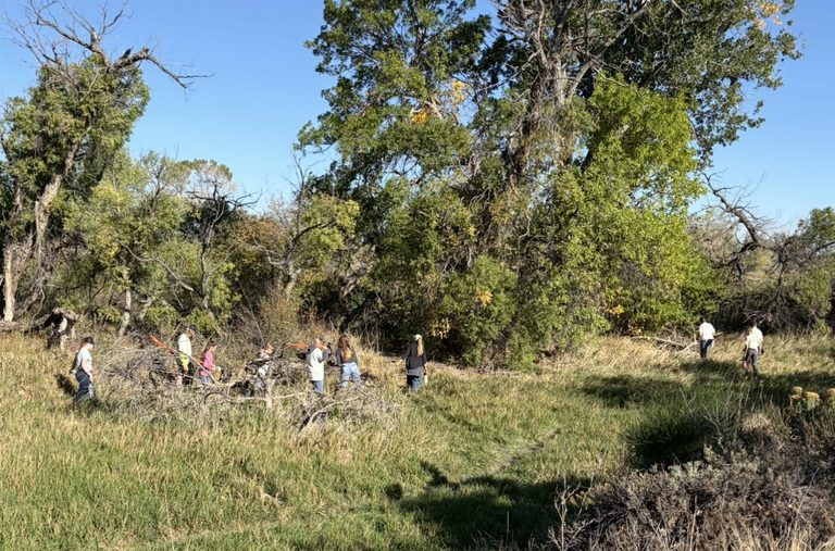 Casper Volunteers Clear Litter And Invasive Trees From North Platte River