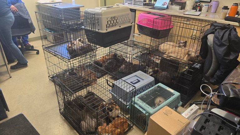 Catskill Rescue Saves 158 Cats And A Dog Shelter Urges Adoptions