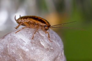 Central Noble Schools Begin Districtwide Bedbug Treatment After Four Insects Dis