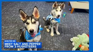 Chester County Rescue Offers Two Husky Puppies For Adoption